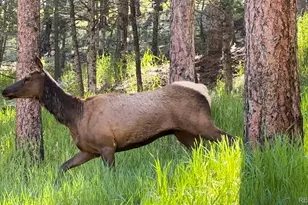 4805 S Blue Spruce Rd, Evergreen, CO 80439 - Photo 44