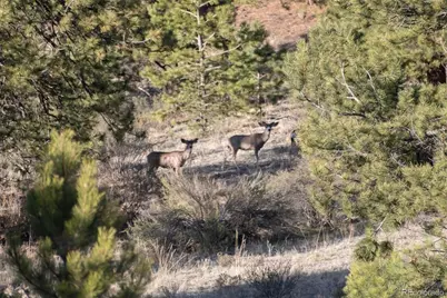 0 Big Buck Road, Guffey, CO 80820 - Photo 42