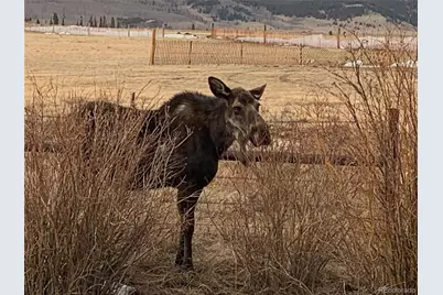 Michigan Hill Road, Jefferson, CO 80456 - Photo 2