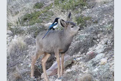 1295 Hy Vu Drive, Evergreen, CO 80439 - Photo 32