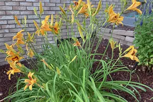 26155 E Jamison Cir S, Aurora, CO 80016 - Photo 38