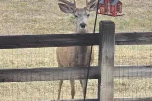 17071 Knollside Ave, Parker, CO 80134 - Photo 46