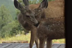 89 Jones Creek Ln, Pine, CO 80470 - Photo 8