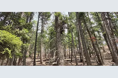 13985 Boulder Lane, Larkspur, CO 80118 - Photo 18