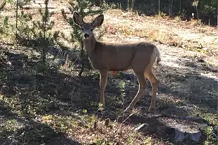 99 Gcr 490, Grand Lake, CO 80447 - Photo 14