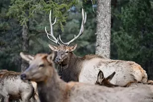 48 Allen Cir, Pine, CO 80470 - Photo 46