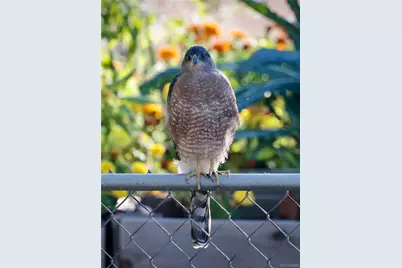 6266 S Valleyview Street, Littleton, CO 80120 - Photo 34