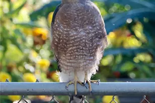 6266 S Valleyview St, Littleton, CO 80120 - Photo 34