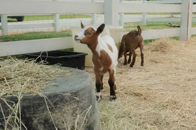8788 E Tanglewood Road, Franktown, CO 80116 - Photo 48