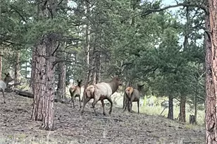 2894 Co Rd 43, Bailey, CO 80421 - Photo 34