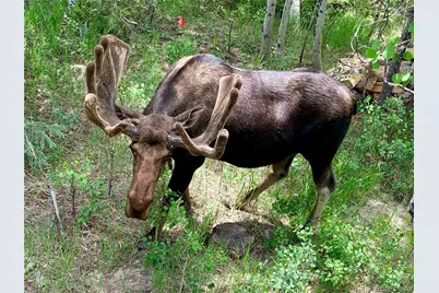 34 Grand County Road 4948, Grand Lake, CO 80447 - Photo 40