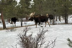 30642 Buck Brush, Buena Vista, CO 81211 - Photo 46