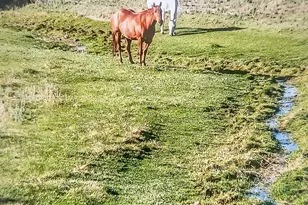 6597 S State Hwy 83, Franktown, CO 80116 - Photo 12