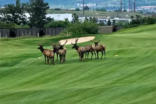 2809 Newport Cir, Castle Rock, CO 80104 - Photo 48