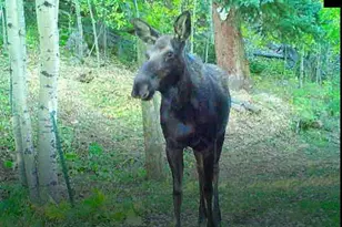 429 Rd P53, Bailey, CO 80421 - Photo 6