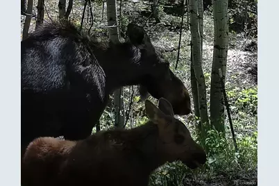 429 Road P53, Bailey, CO 80421 - Photo 8