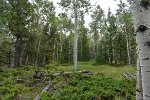 205 Timberline Dr, Guffey, CO 80820 - Photo 1