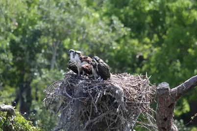 735 Pilot Lane #1004, Merritt Island, FL 32952 - Photo 42