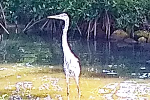 200 S Banana River Blvd, Cocoa Beach, FL 32931 - Photo 42