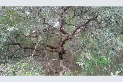 125 Moiser Lane, Melrose, FL 32666 - Photo 40