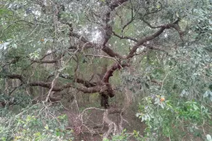 125 Moiser Ln, Melrose, FL 32666 - Photo 40