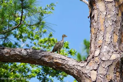 4094 Fox Lake Road, Titusville, FL 32796 - Photo 34