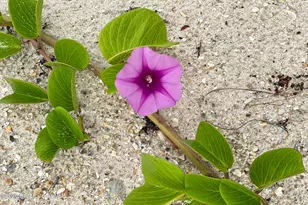 5635 Hwy A1A, Melbourne Beach, FL 32951 - Photo 80