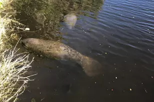 2240 Enjoya Ln, Melbourne, FL 32901 - Photo 32