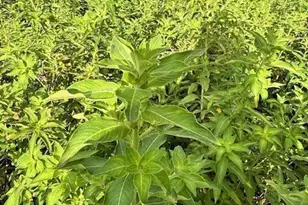 4235 Navel St, Cocoa, FL 32926 - Photo 22