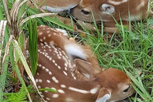 32801 N US Hwy 441 Lot 183 N, Okeechobee, FL 34972 - Photo 62