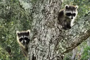 32801 N US Hwy 441 Lot 183 N, Okeechobee, FL 34972 - Photo 64