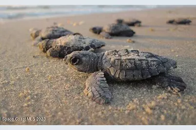 239 Brickell Street SE, Palm Bay, FL 32909 - Photo 52