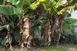 310 Glenwood Ave, Satellite Beach, FL 32937 - Photo 8