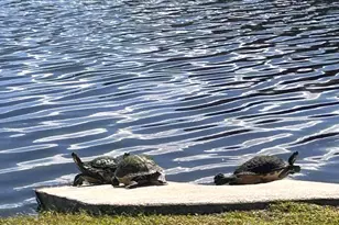 1345 Lara Cir, Rockledge, FL 32955 - Photo 32