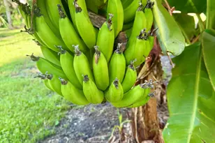 111 Seagrape Rd, Melbourne Beach, FL 32951 - Photo 20