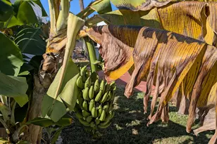 2580 Hwy A1A, Melbourne Beach, FL 32951 - Photo 36