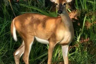 32801 US Hwy 441 N, Okeechobee, FL 34972 - Photo 108