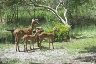 32801 US Hwy 441 N, Okeechobee, FL 34972 - Photo 120