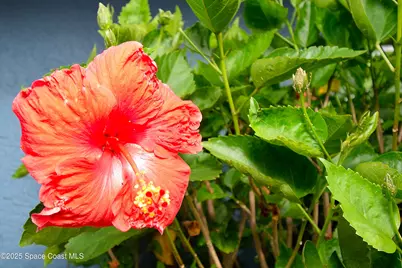 2445 Christine Drive, Titusville, FL 32796 - Photo 16