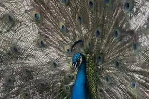 2350 Fallon Blvd Blvd NE, Palm Bay, FL 32907 - Photo 56