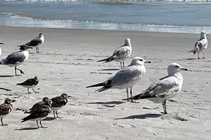 714 Davidson St SE, Palm Bay, FL 32909 - Photo 36