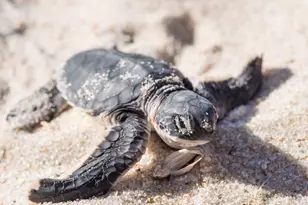 1948 Barkley Ave, Melbourne, FL 32935 - Photo 62