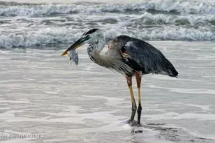 208 Tin Roof Ave, Cape Canaveral, FL 32920 - Photo 34