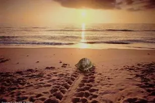 3251 Sand Ct S, Melbourne Beach, FL 32951 - Photo 36