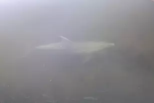 456 Carmine Dr, Cocoa Beach, FL 32931 - Photo 12