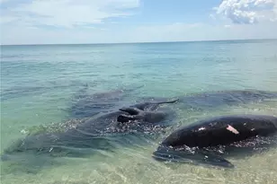 9255 Hwy A1A, Melbourne Beach, FL 32951 - Photo 32