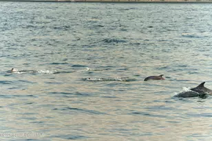 2880 S Atlantic Ave, Cocoa Beach, FL 32931 - Photo 32