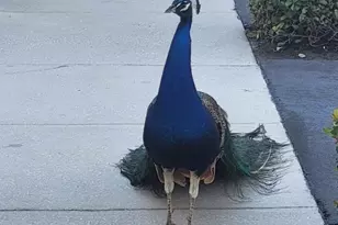 634 Seaport Blvd, Cape Canaveral, FL 32920 - Photo 48