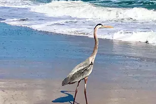 6710 Hwy A1A, Melbourne Beach, FL 32951 - Photo 76