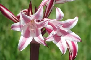 6710 Hwy A1A, Melbourne Beach, FL 32951 - Photo 68